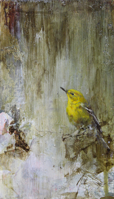 Stumble Across the Morning (Pine Warbler)